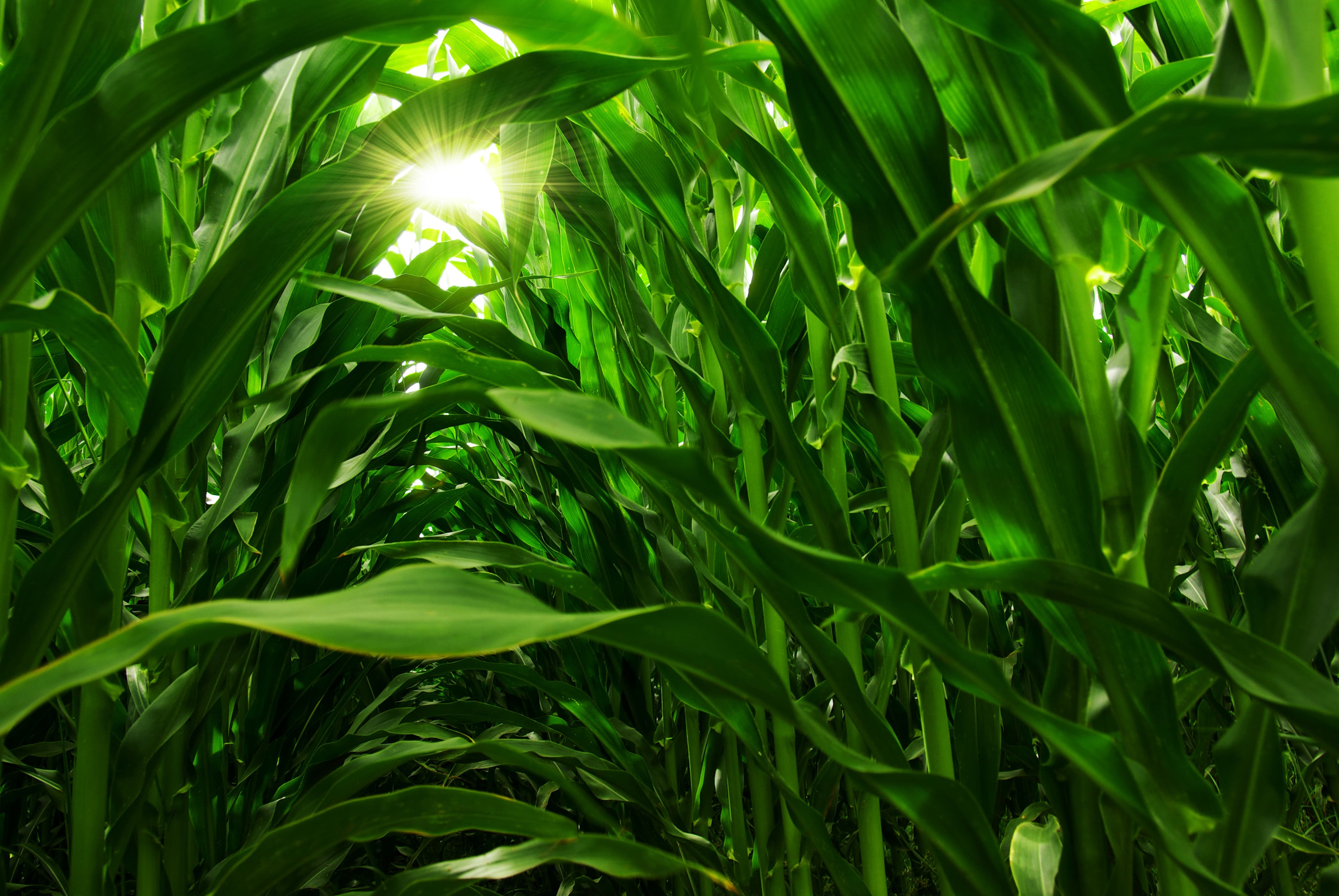 Crop field