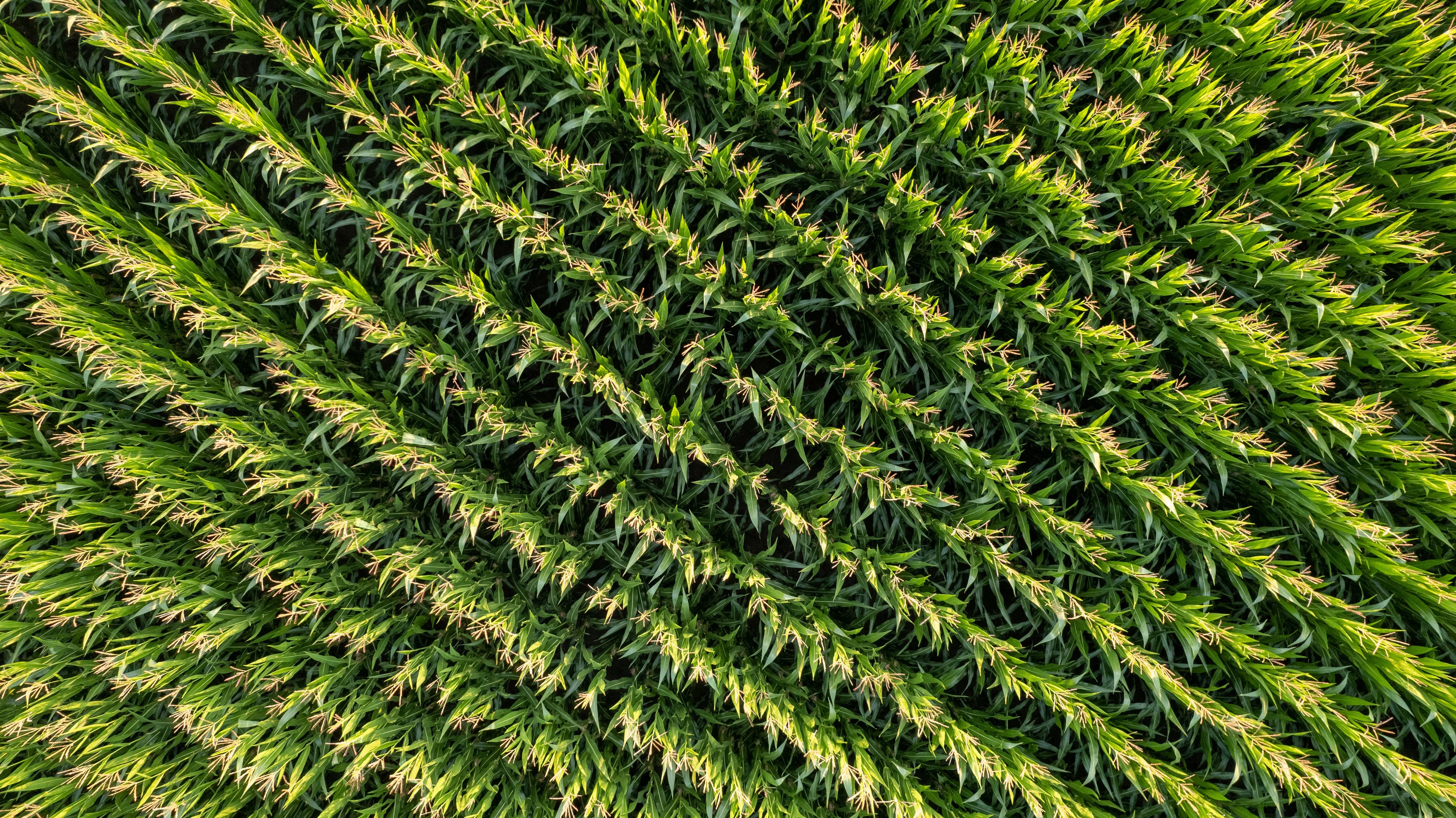Crop field