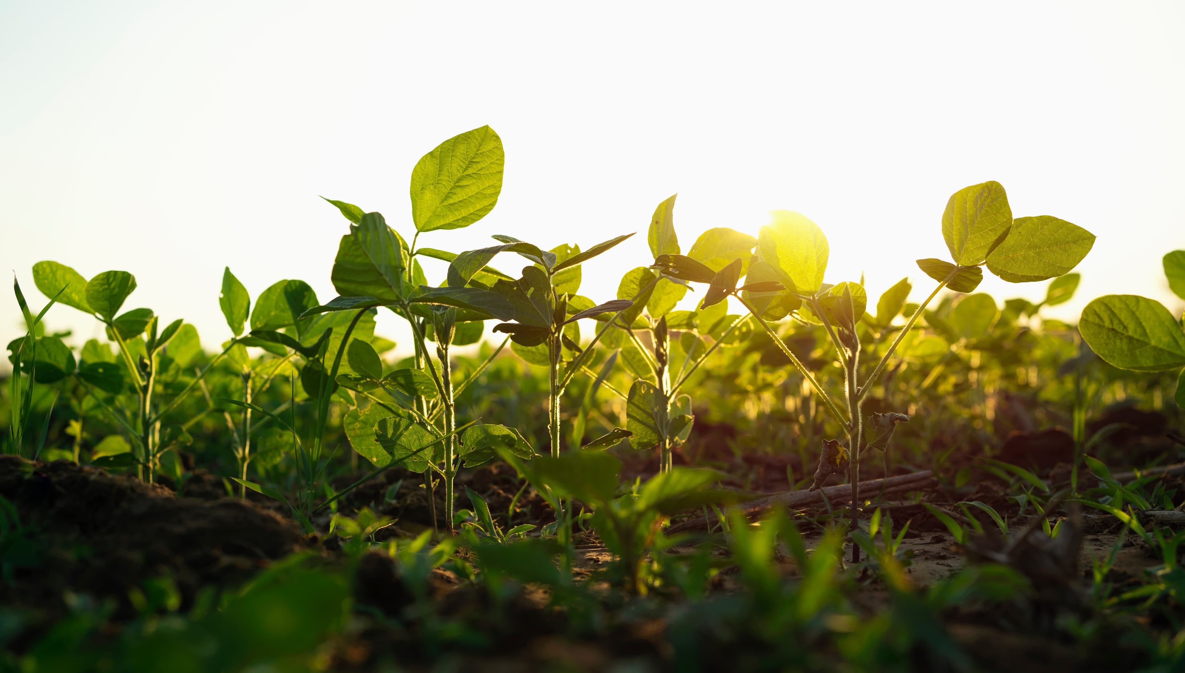 Crop field