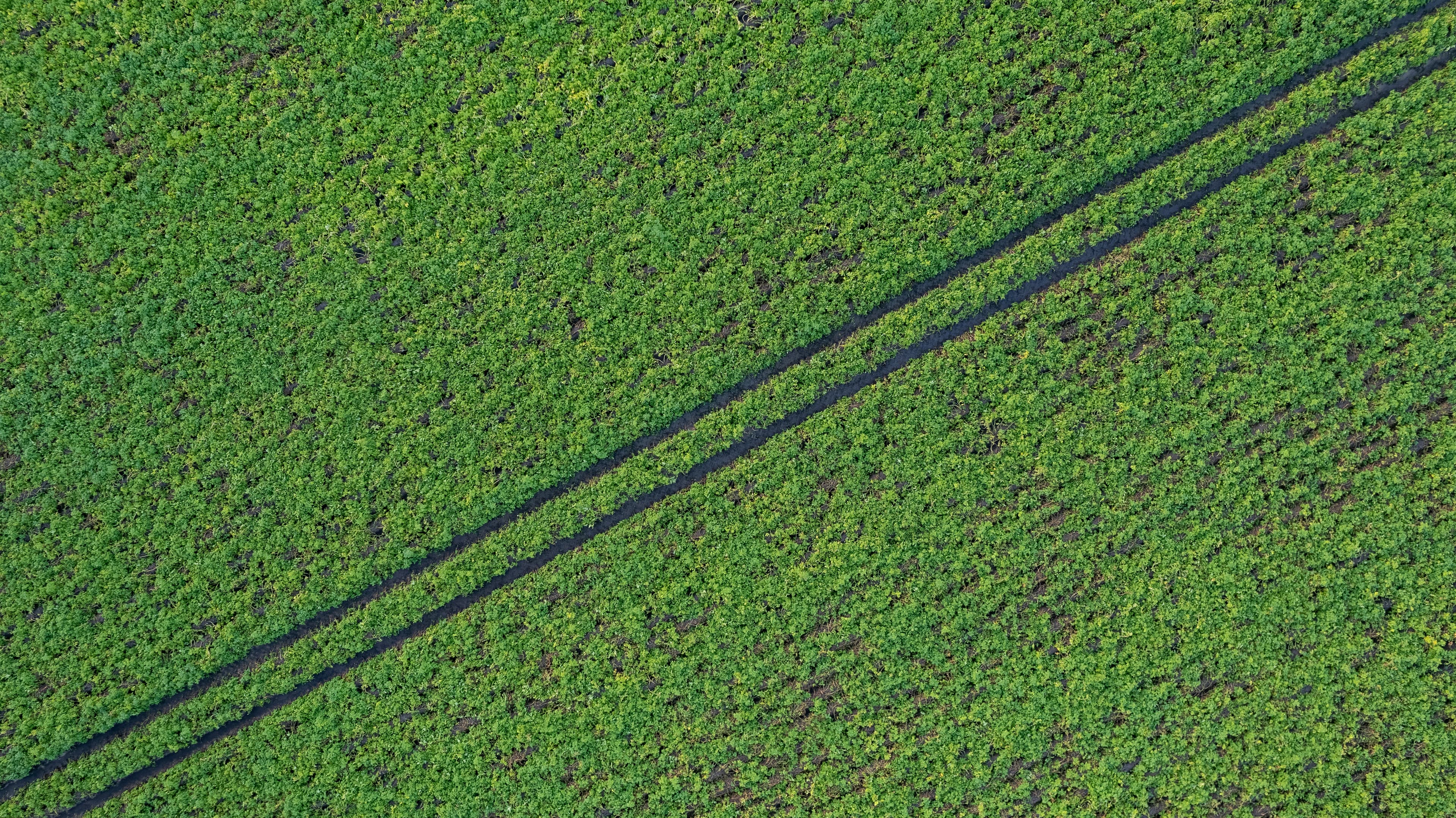 Crop field