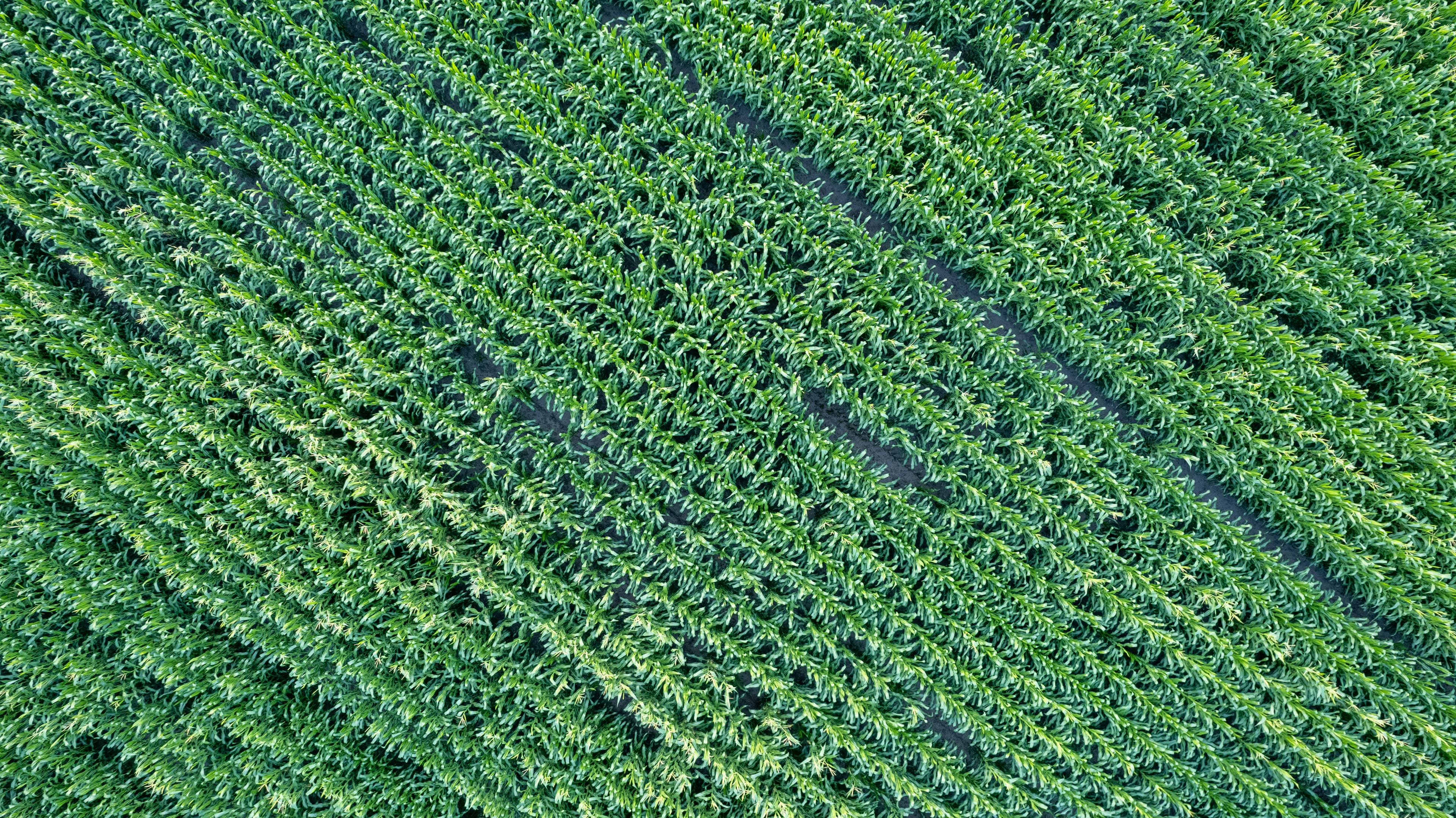 Crop field