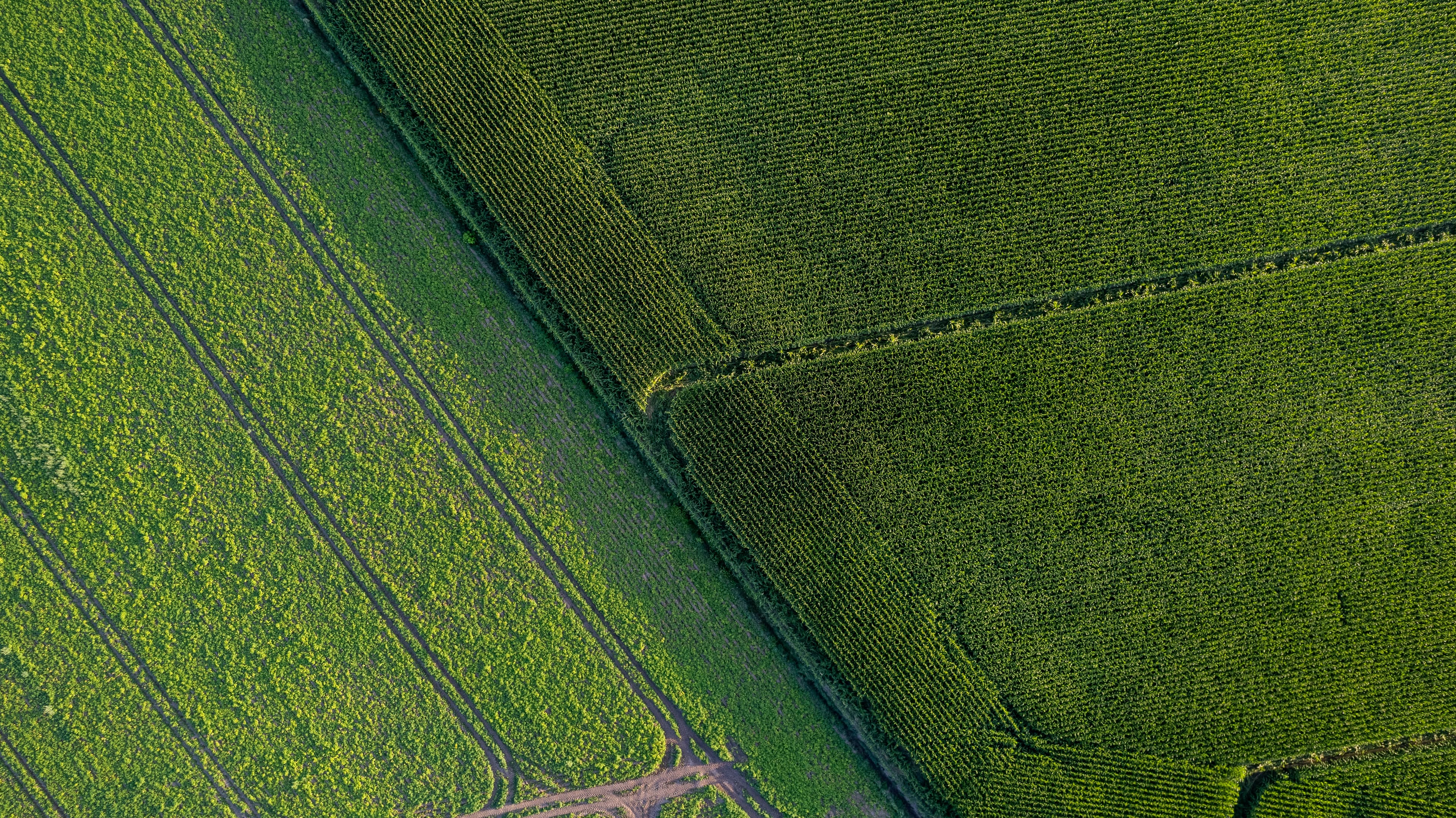 Crop field